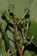Cinnamomum tamala